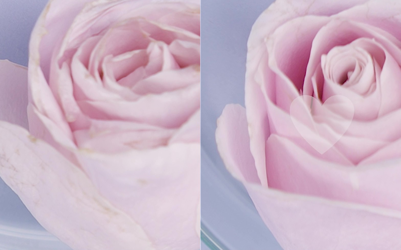 Kết quả cánh hoa hồng được dưỡng với Kem dưỡng ẩm Emmié Ultra Repair Water Cream B5 Complex