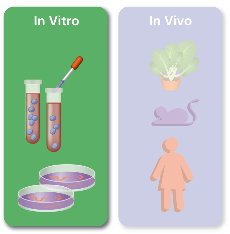 Kiểm định In-VIVO và In-Vitro